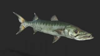 Barracuda