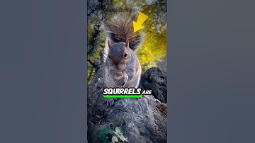 How Squirrels Accidentally Reforest the Planet 🌳🐿️ #Squirrels #tree #animals #didyouknow