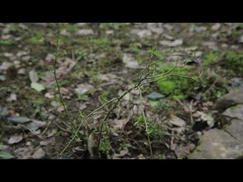 Dogrose (Rosa canina)