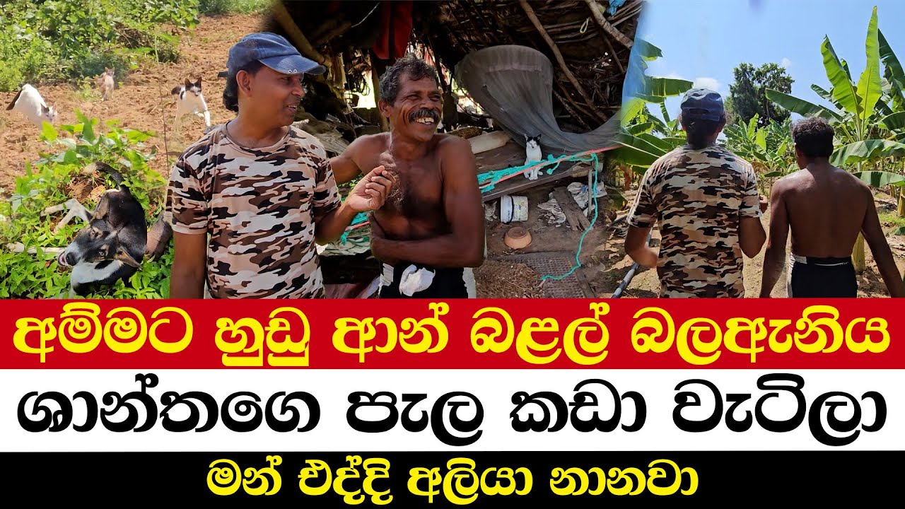 අම්මට හුඩු ආන් බළල් බලඇනිය | මේ ශාන්තගෙ නයි ලබු | මන් එද්දි අලියා නානවා
