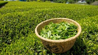 A Mystery Drink - The History Of Tea - History TV