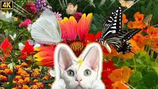 CatTV★Videos for cats to watch★11Hours(4K/Butterfly/Bugs/Nature/Garden/Relaxing/CatGame/CatVideos/V)