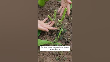 Why do we need to prune healthy eggplant trees? #shorts #growingtips