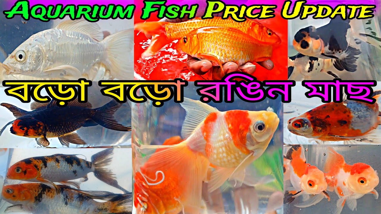 Serampore Fish Pet Market Serampore Pet Market Fish Serampore Pet Market Pet Market YouTube