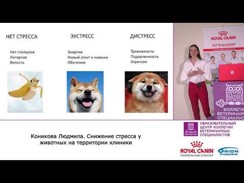 Видео: Спросите ветеринара: что это значит, когда нос у моей собаки теплый?