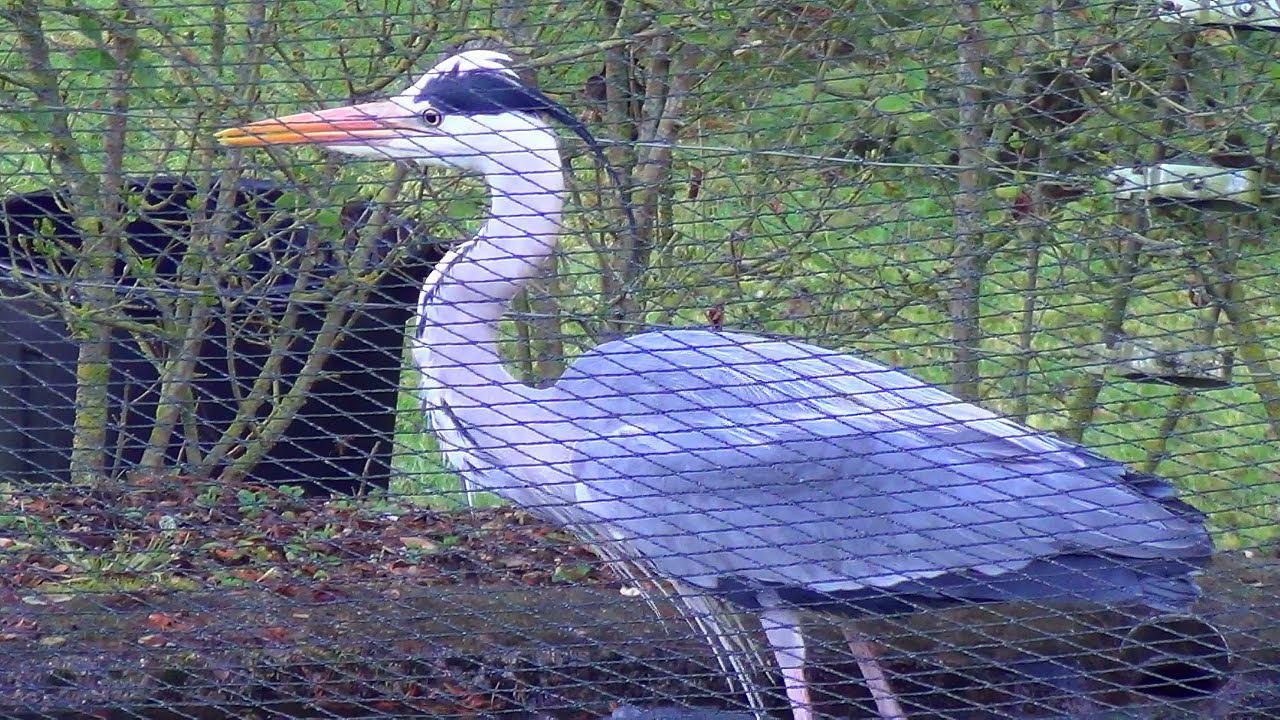 Héron piégé Trapped heron YouTube — free download