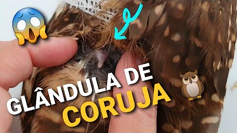 Quais aves possuem glândula uropigiana?