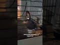 Funny Bunny #rabbit #funnyvideo