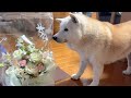 大切な兄妹が虹の橋を渡った日