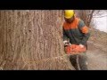 Baumfällung einer 35 meter Pappel