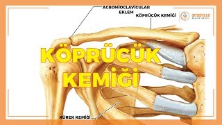 KÖPRÜCÜK KEMİĞİ HASTALIKLARI