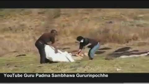 Rùng mình với phong tục Cải Táng bằng cách cho diều hâu Rỉa THỊT