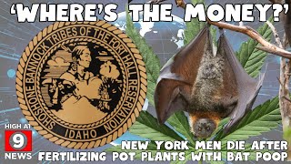 The SHOCKING Truth About High THC Cannabis in Colorado Exposed