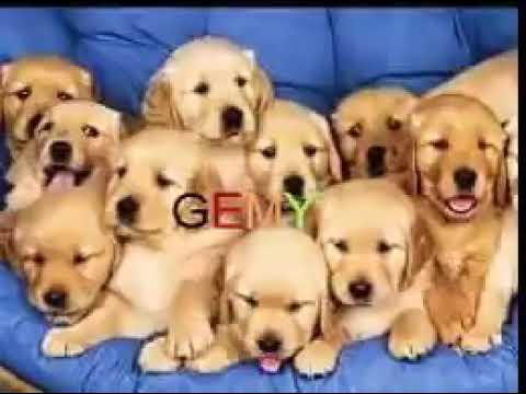 مهرجان الكلاب أو أو أو 