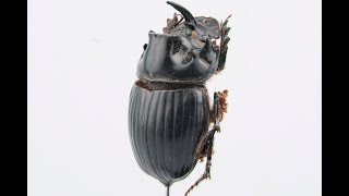 Macroscan 3D Scan Of A Rhino Beetle - Built In Reality Capture