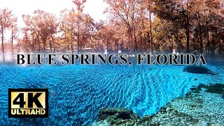 Ви ще такої прозорої води не бачили. Джерела - Blue Springs, Florida