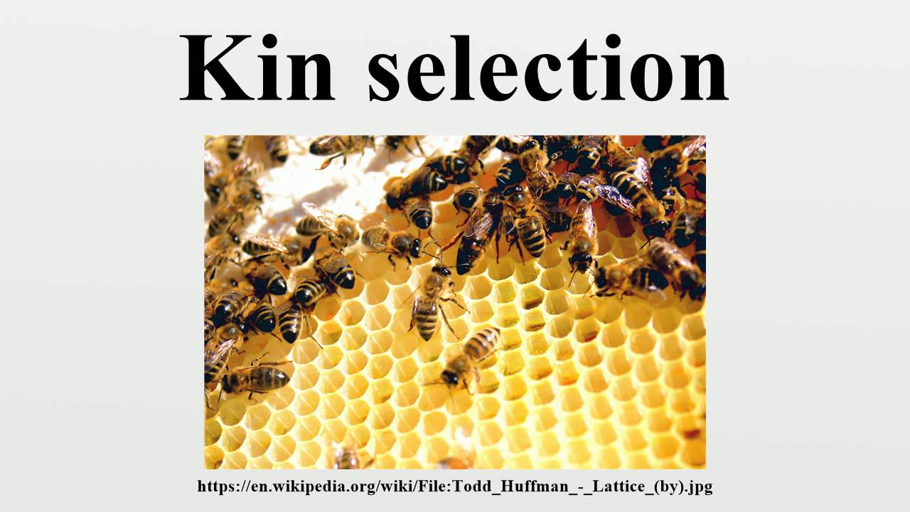 Kin selection