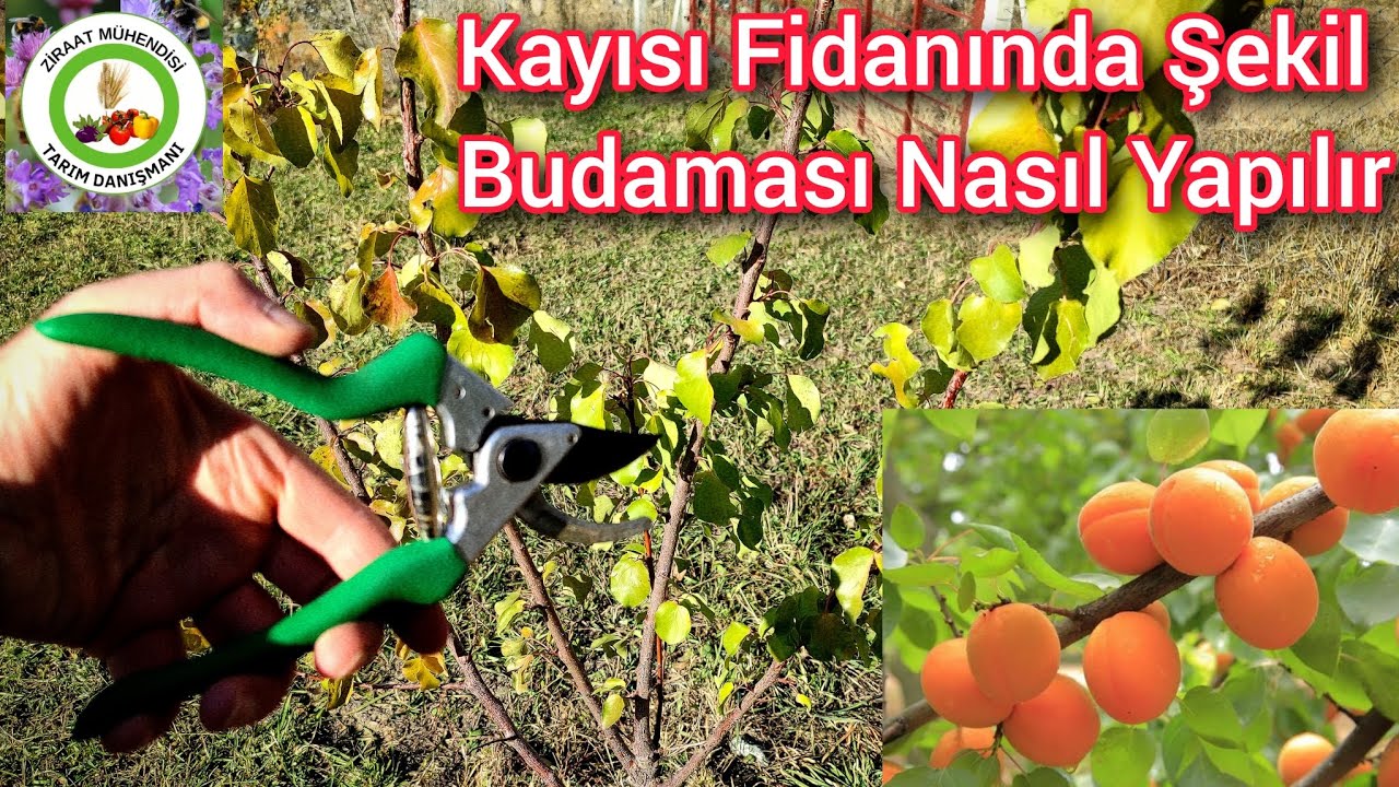 Kayısı Fidanında Şekil Budaması Nasıl Yapılır🌳Ağacı Böyle Budarsan Asla Kırılmaz Ve Verimi Aratar