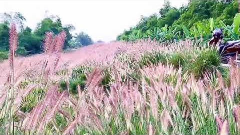 Cỏ hồng bờ đê Chí Minh Tứ Kỳ điểm check in đẹp tuyệt