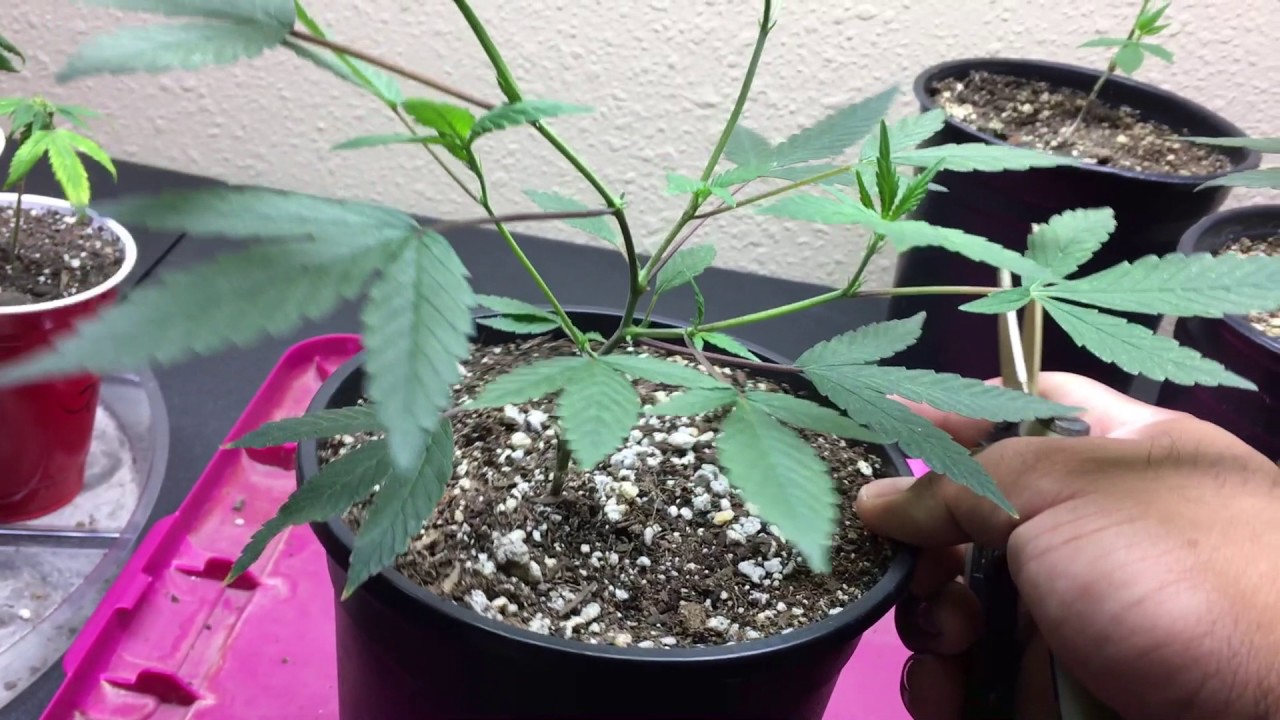 Marijuana transplant to week 2 veg