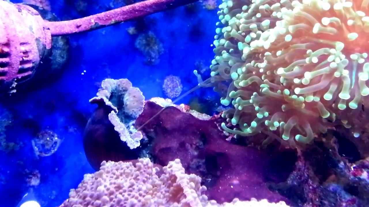 Euphyllia sweeper tentacles YouTube