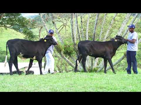 LOTE 38 - 7894  7882   2º LEILÃO NS