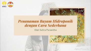 Penanaman Bayam Hidroponik dengan Cara Sederhana (oleh Safira Paramitha) | KKN BMC-19 UNNES 2020
