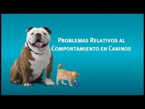 Video: Problemas De Comportamiento Materno En Perras