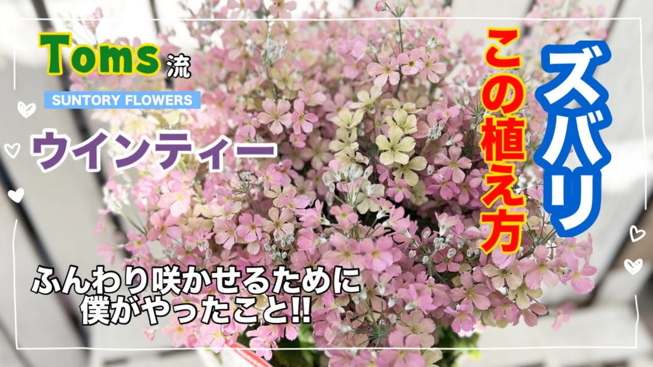 「ウインティー」育て方 長年育てて行き着いた結論がこれです✋新解釈 新定番になるかもしれない植え方
