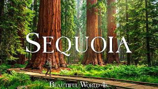 Sequoia National Park 4K 🌲 Giant Ancient Trees, Mountain Wilderness and Golden Forest Light