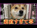 大嫌いな〇〇から逃げ隠れる柴犬。でも名前を呼ぶと喜んで駆け寄って来る素直さに笑ってしまいました。