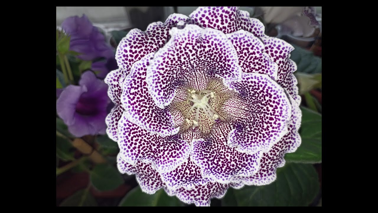 Gloxinia. 3 October 2025