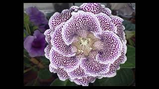 : Gloxinia. 3 October 2025