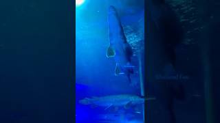 Baali dweep fest ernakulam |Baali island part 4|✨🐠#fish #aligators #tetrafish #arapaima #shorts