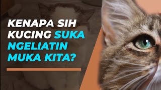 Ini Alasan Mengapa Kucing Suka Menatap Wajah Kita Berlamalama