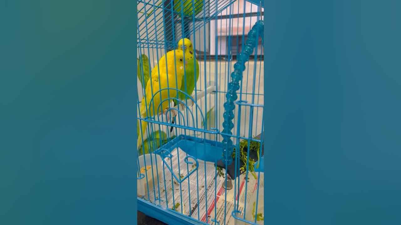Zula For Love Birds Love Birds cutebirds lovebird bird zula-for-love-birds-love-birds-cutebirds-lovebird-bird