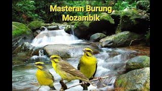 Masteran burung Mozambik   air mengalir, cocok untuk kenari, pleci dan burung lainnya