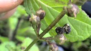 figwort weevils mating 3rd august 2010.MPG