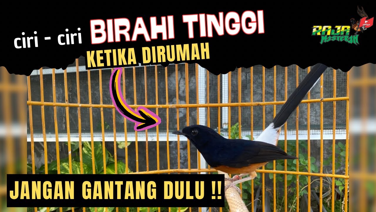 MENGAMATI CIRI-CIRI MURAI BIRAHI TINGGI KETIKA DIRUMAH
