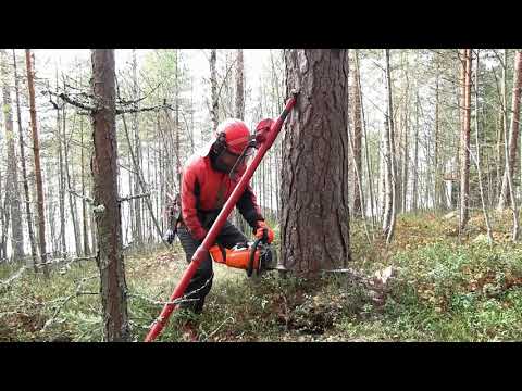 Video: Mitä On Tehtävä, Jotta Puu Pysyy Pidempään