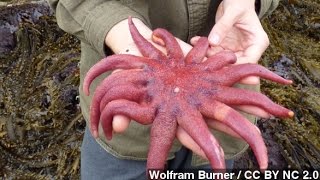 Scientists Find Out What's Been Killing Millions Of Starfish