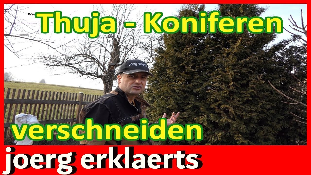 Thuja schneiden Konifere verschneiden Thuja Hecke zurckschneiden Tutorial  Nr.240