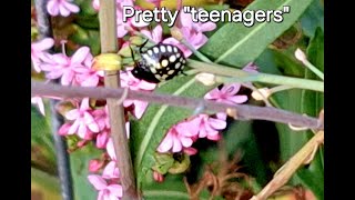 Pretty teenage insects: Southern Green Shieldbug (Nezara viridula)