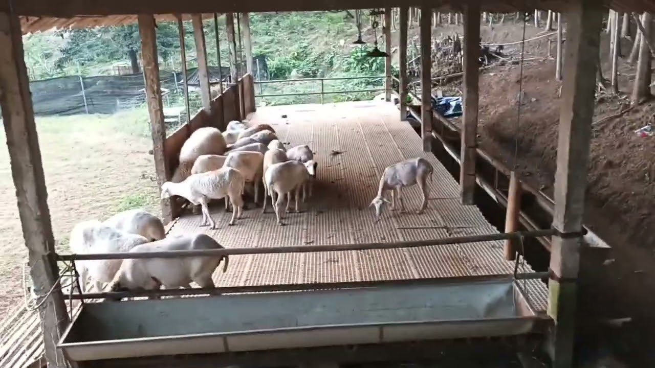 Breeding domba umbaran...model ideal 🤩