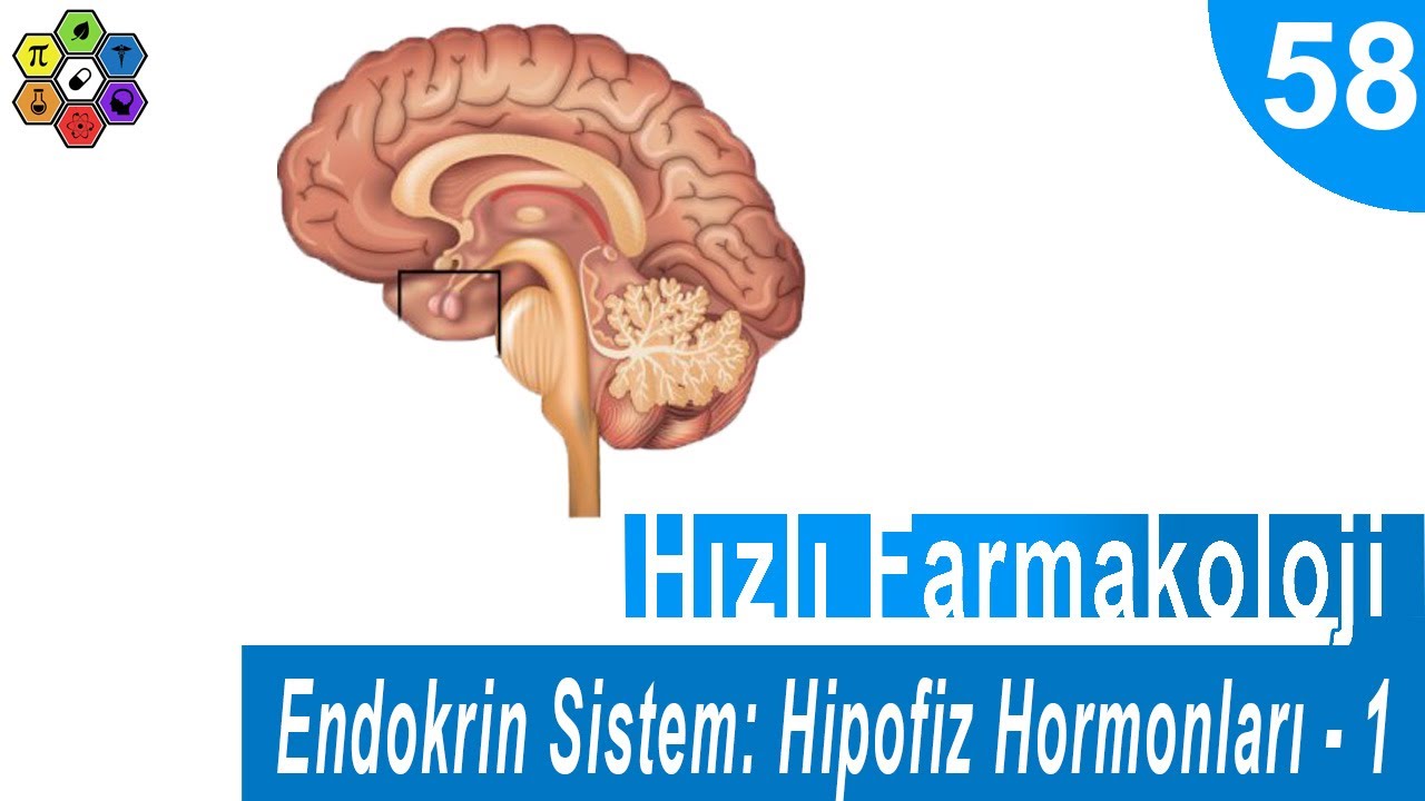 ENDOKRİN SİSTEM: HİPOFİZ HORMONLARI - 1 | Hızlı Farmakoloji #58