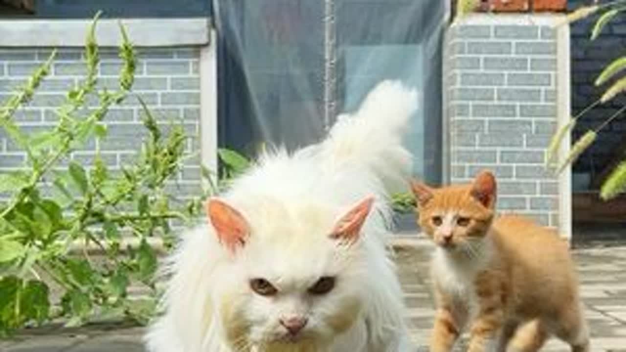 蛋咪霸气侧漏 不怒自威 相差21岁是姐弟还是祖孙？？辈分有点乱 大家来分析分析 很伤心蛋咪再也不能快乐的奔跑了#蛋蛋咪 #橘猫 #狮子猫 #长寿猫 #猫咪的迷惑行为