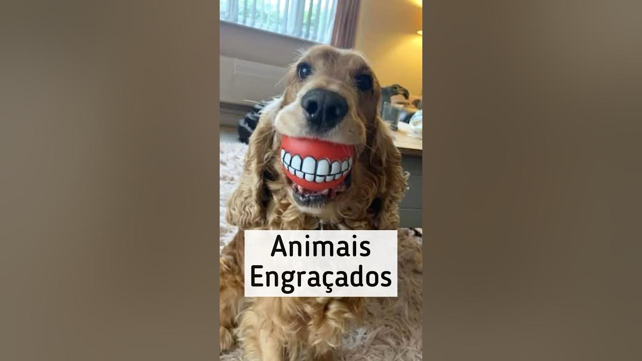 Os pets mais engraçados  Você vai rolar de rir com os vídeos mais