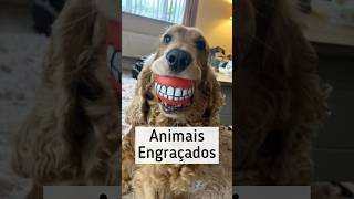 TOP 200 - ANIMAIS MAIS ENGRAÇADOS DO MUNDO, SUPER ENGRAÇADOS, RIR MUITO,  FALHAS, RISOS.#2 