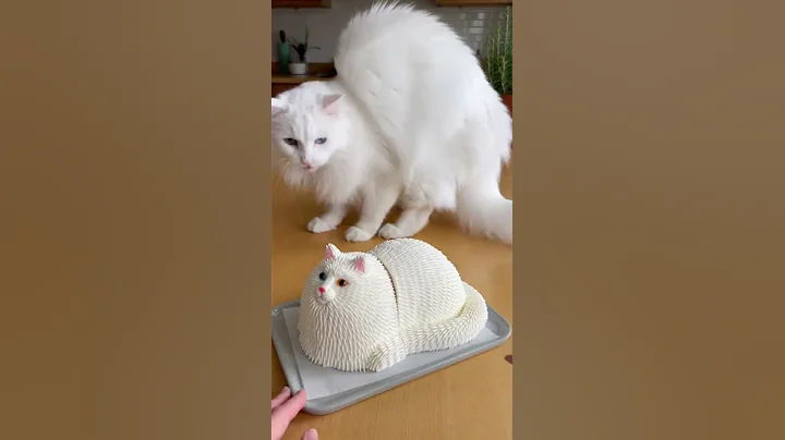 Video 11802281: turkish angora cat, cat reaction, cute cat, pets