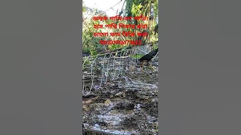 How to make waterhen dahuk bird trap hunting.ruak ruak bird trap hunting